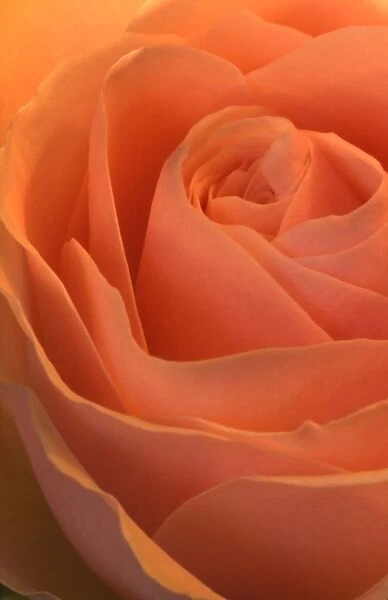 Close Up Of A Rose Bud