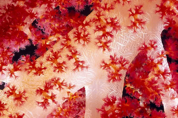 Close-Up Of Alcyonarian Coral With Supporting Bundles Of Sclerites, Pink Red And White, (Dendronephthya Sp)