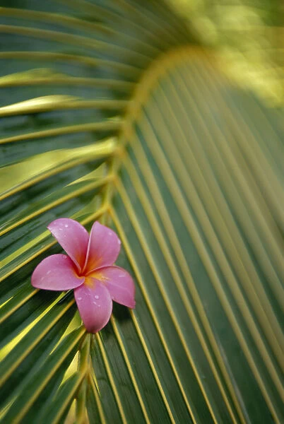 Close-Up Angled View Of One Pink Plumeria On Coconut Palm Leaf, Selective Focus