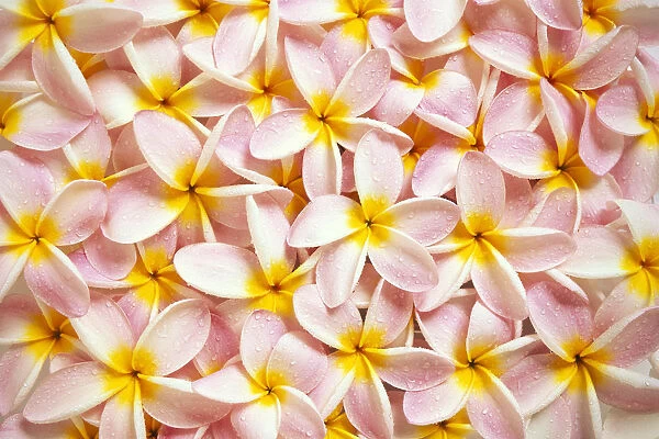 Close-Up Of A Bed Of Light Pink Plumeria Flowers, Water Drops, Yellow Centers C1667