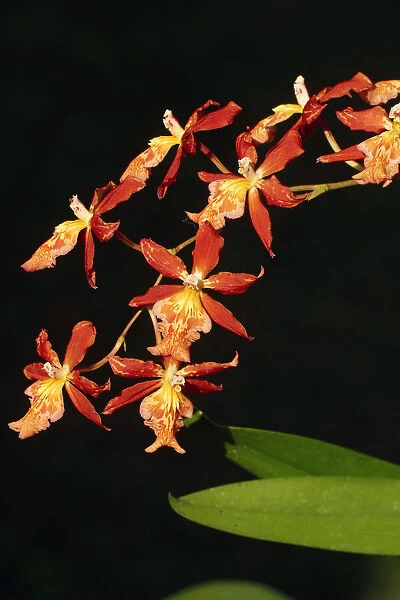 Close-Up Of Bright Orange Orchids