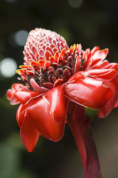 Close-Up Of A Bright Red Torch Ginger Flower
