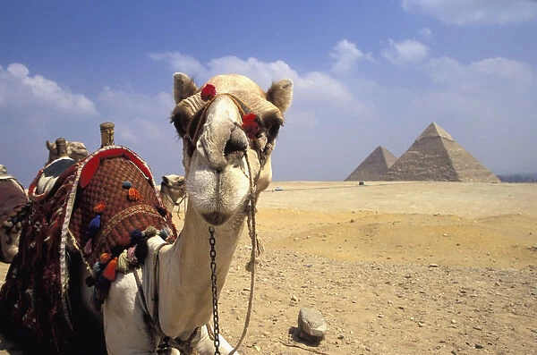 Close-Up On A Camel Looking At The Camera With Pyramids In The Background, Giza, Egypt; Giza, Egypt