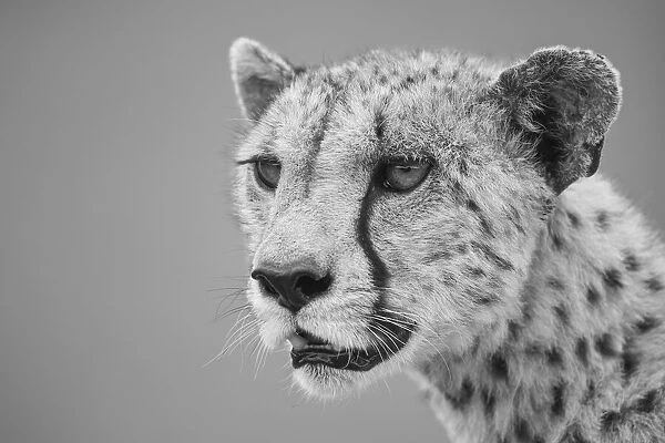 Close-up of a cheetah (Acinonyx jubatus), head and shoulders portrait of a female animal looking out into the savanna in the Serengeti; Tanzania
