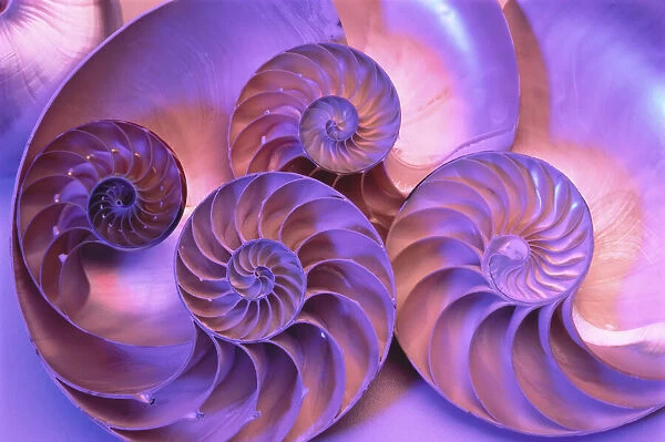 Close-Up of Nautilus Shells
