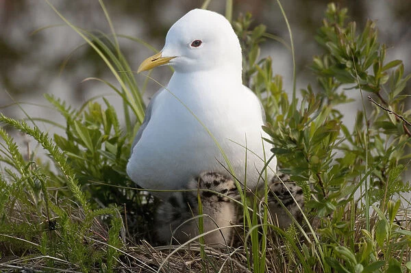 Close Up View Of A Glaucous Gull Nesting With Her With Chicks At Potter Marsh, Anchorage, Southcentral Alaska, Spring