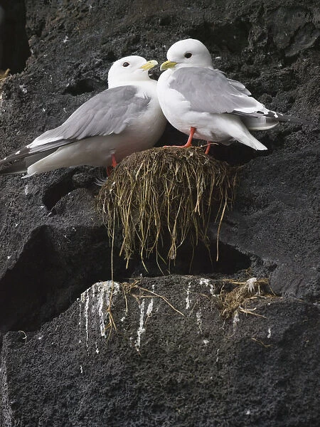 Close Up View Of Red-Legged Kittiwakes In Their Nest, Summer, St. Paul Island, Southwest Alaska