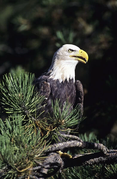 Closeup Of A Bald Eagle In Tree