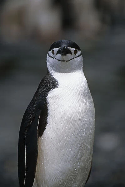 Closeup Of Chinstrap Penguin Just Out Of The Water @ South Georgia Island Antarctic Summer