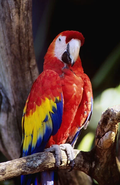 Closeup Of Colourful Red Parrot Standing On Tree Limb