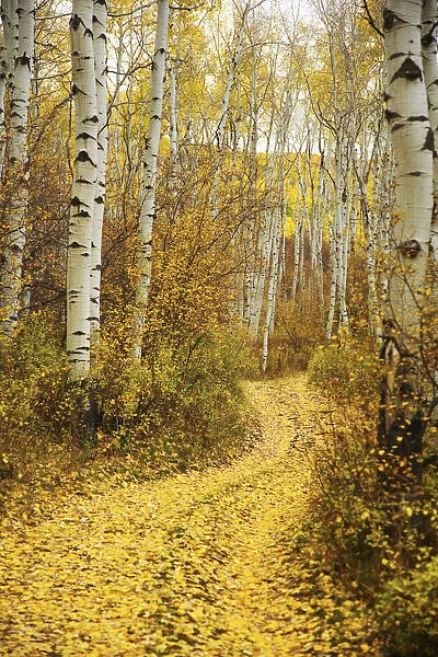 Colorado, Steamboat, Yellow Aspen Leaves On Country Road