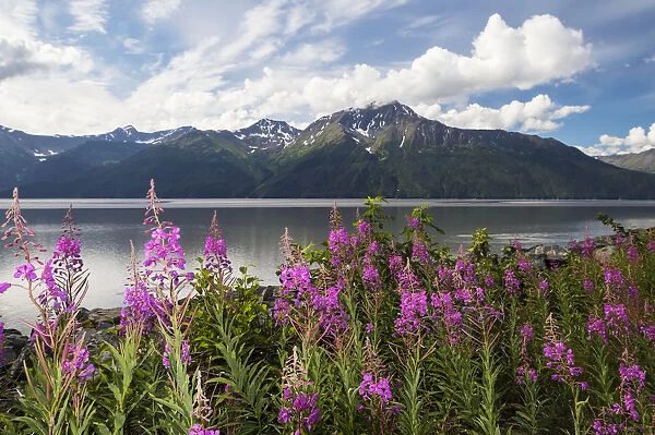A Colourful Patch Of Fireweed (Chamerion Angustifolium) Stands Between The Seward Highway And The The Waters Of Turnagain Arm, Kenai Mountains In Background, South-Central Alaska; Alaska, United States Of America