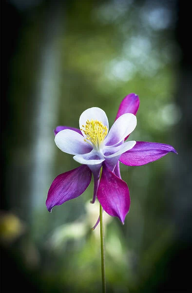 Columbine Blooms In A Garden; Astoria, Oregon, United States Of America