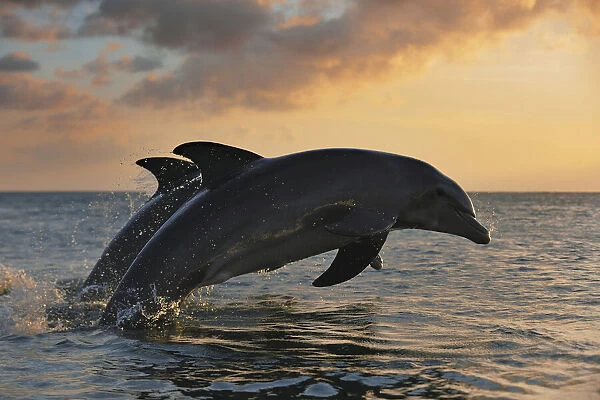 Common Bottlenose Dolphins Jumping in Sea at Sunset, Roatan, Bay Islands, Honduras