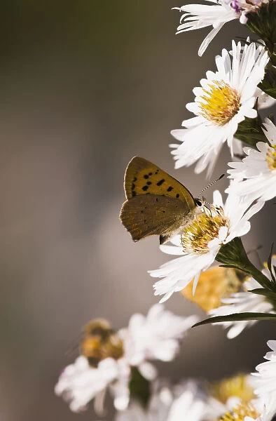 A Copper Butterfly Visits Aster Blossoms In A Flower Garden; Astoria, Oregon, United States Of America