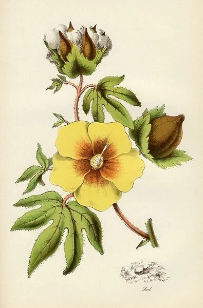 Cotton Plant From The National Encylopaedia Published By William Mackenzie London Late 19Th Century