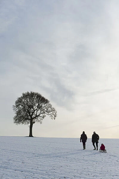 Couple Pulling Child On Sledge Up Hill Covered In Snow Towards Solitary Oak Tree, Petersfield, Hants, Uk