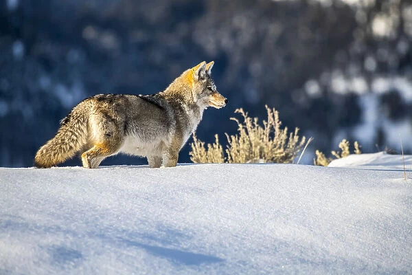 Coyote hunting in deep snow