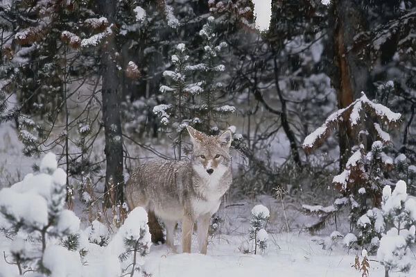 Coyote in Winter Yellowstone National Park Wyoming, USA