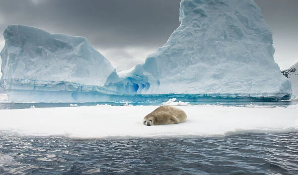 Crabeater seal resting on ice in the Errera Channel of the Antarctic