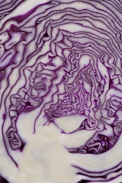 Cross Section Of A Red Cabbage; Calgary, Alberta, Canada