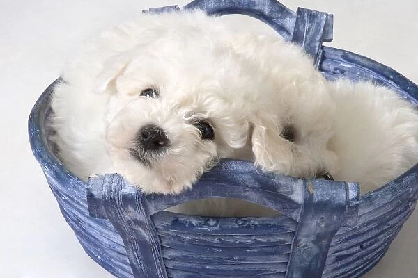 Cute White Pups