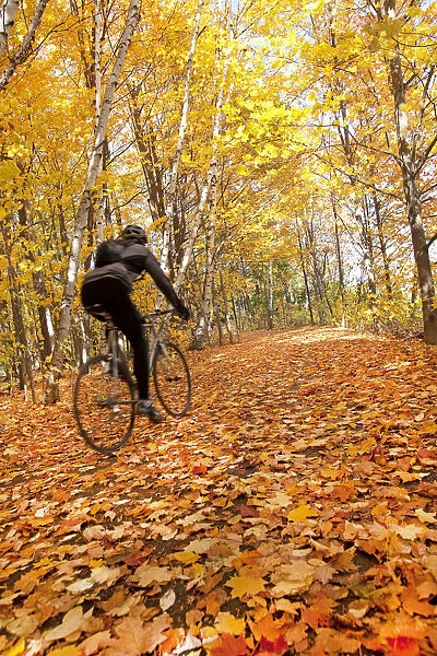 Cyclist Riding In Autumn On Humber Trail, Toronto
