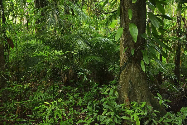 Daintree Rainforest, Cape Tribulation, Daintree National Park, Queensland, Australia