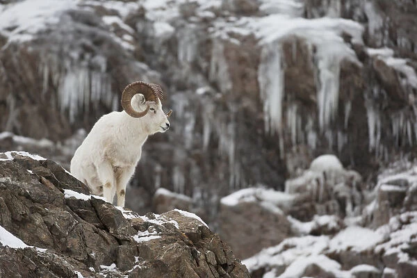 Dall Sheep Ram Stands On A Rocky Cliff With Icicles Above Seward Highway, Chugach Mountains, Turnagain Arm, Southcentral Alaska, Winter