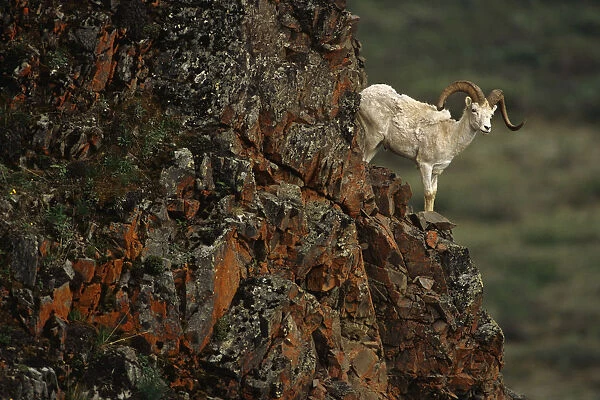 Dall Sheep Rams Perched On Rock Ledge Denali Np In Ak Summer