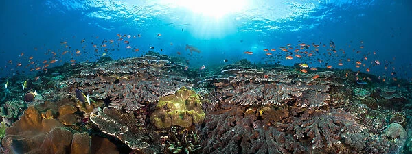 [Dc] Indonesian, Bali, Crystal Bay, Table Coral, Schooling Anthias In A Reef Panorama