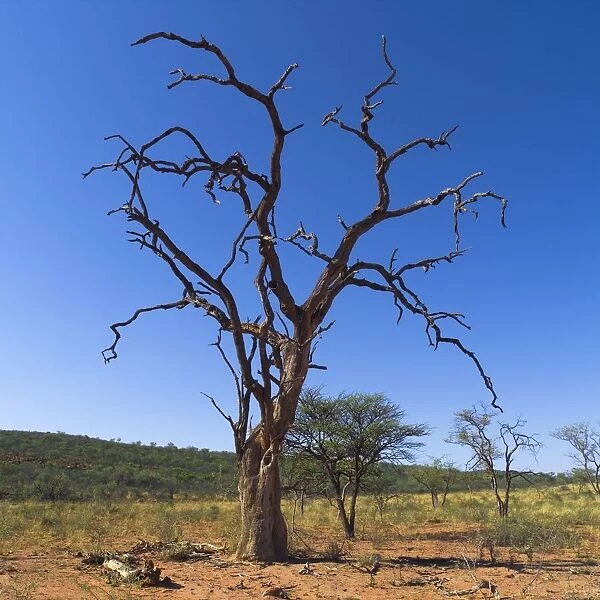 Dead Tree, Namibia, Africa