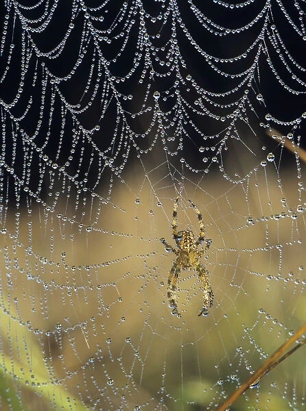 Dew Collects On The Web Of A European Garden Spider; Astoria, Oregon, United States Of America