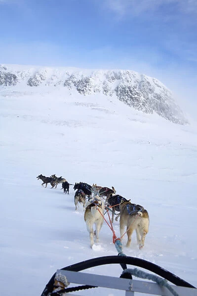 Dogs Pulling Sled Towards Hallingskarvet Mountain