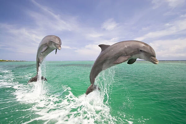 Dolphins leaping from the ocean, Roatan, Honduras