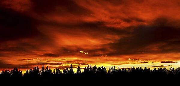 Dramatic colourful sky with a row silhouetted trees in the foreground; Calgary, Alberta, Canada