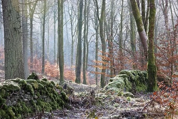 Dumfries, Scotland; A Forest With Frost On The Ground
