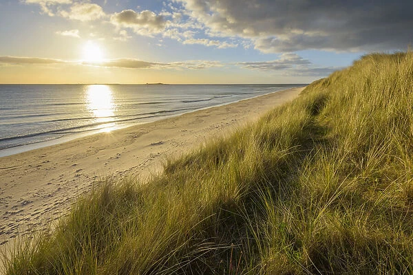 Dune grass and beach at sunrise along the North Sea at Bamburgh in Northumberland, England, United Kingdom