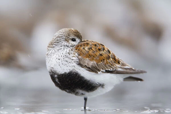 Dunlin Roosting With Western Sandpipers On Mudflats Of Hartney Bay, Near Cordova On Copper River Delta, Southcentral Alaska, Spring