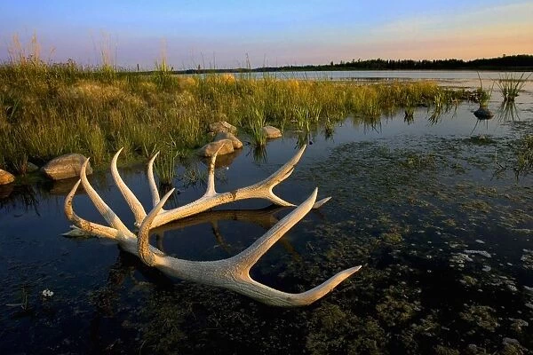 An Elks Horns Lay In The Water At Astotin Lake In Elk Island National Park; Alberta, Canada