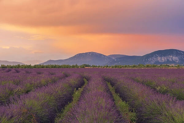 English Lavender Field at Sunset, Valensole, Valensole Plateau, Alpes-de-Haute-Provence, Provence-Alpes-Cote d┼¢Azur, France