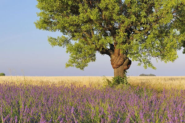English Lavender Field with Tree, Valensole, Valensole Plateau, Alpes-de-Haute-Provence, Provence-Alpes-Cote d┼¢Azur, Provence, France