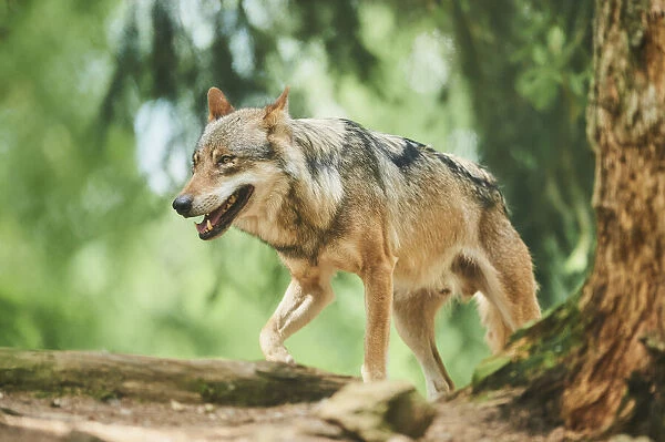 Eurasian wolf cub in a forest, captive, Bavaria, Germany