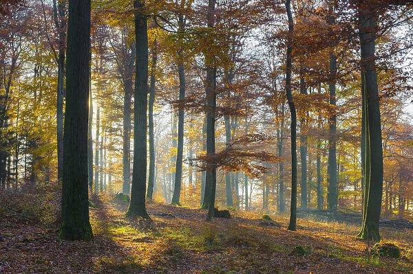 European Beech (Fagus sylvatica) Forest in Autumn, Spessart, Bavaria, Germany