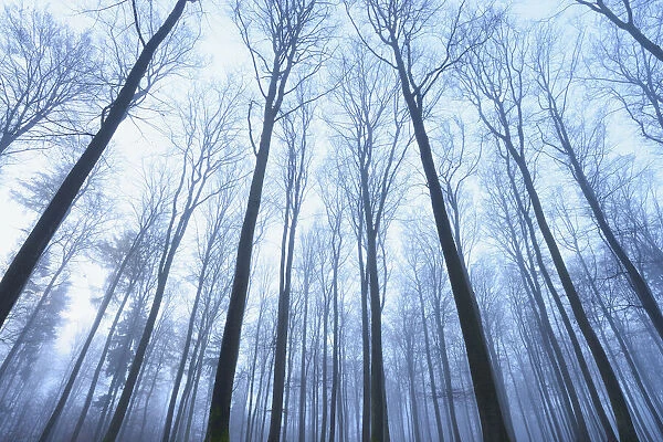 European Beech Forest (Fagus sylvatica) in Early Morning Mist, Spessart, Bavaria, Germany