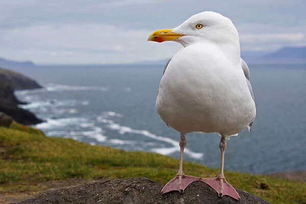 European Herring Gull (Larus Argentatus) Perched On A Rock On Slea Head On The Dingle Peninsula; County Kerry, Munster, Ireland