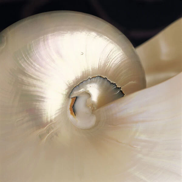 Extreme Close-Up Nautilus Shell Iridescent Color Texture Shiny