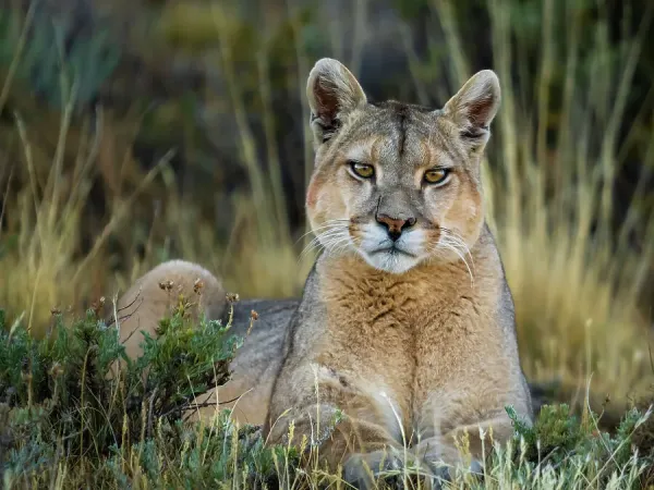Pumas in Eye Contact Print, Torres del Paine National Art