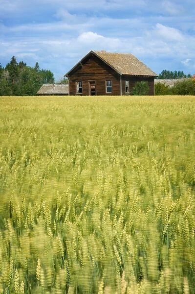 Farmhouse And Wheat Field, Calmar, Alberta, Canada