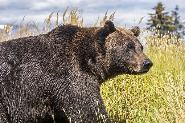Female Brown bear, Alaska Wildlife Conservation Center, Alaska, USA